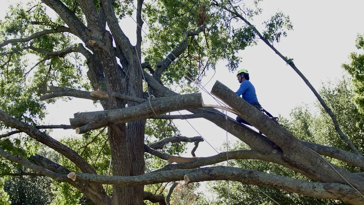 Professional Crown Thinning performed by certified arborists in Norton